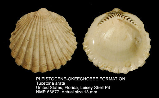 PLEISTOCENE-OKEECHOBEE FORMATION Tucetona arata.jpg - PLEISTOCENE-OKEECHOBEE FORMATION Tucetona arata (Conrad,1841)